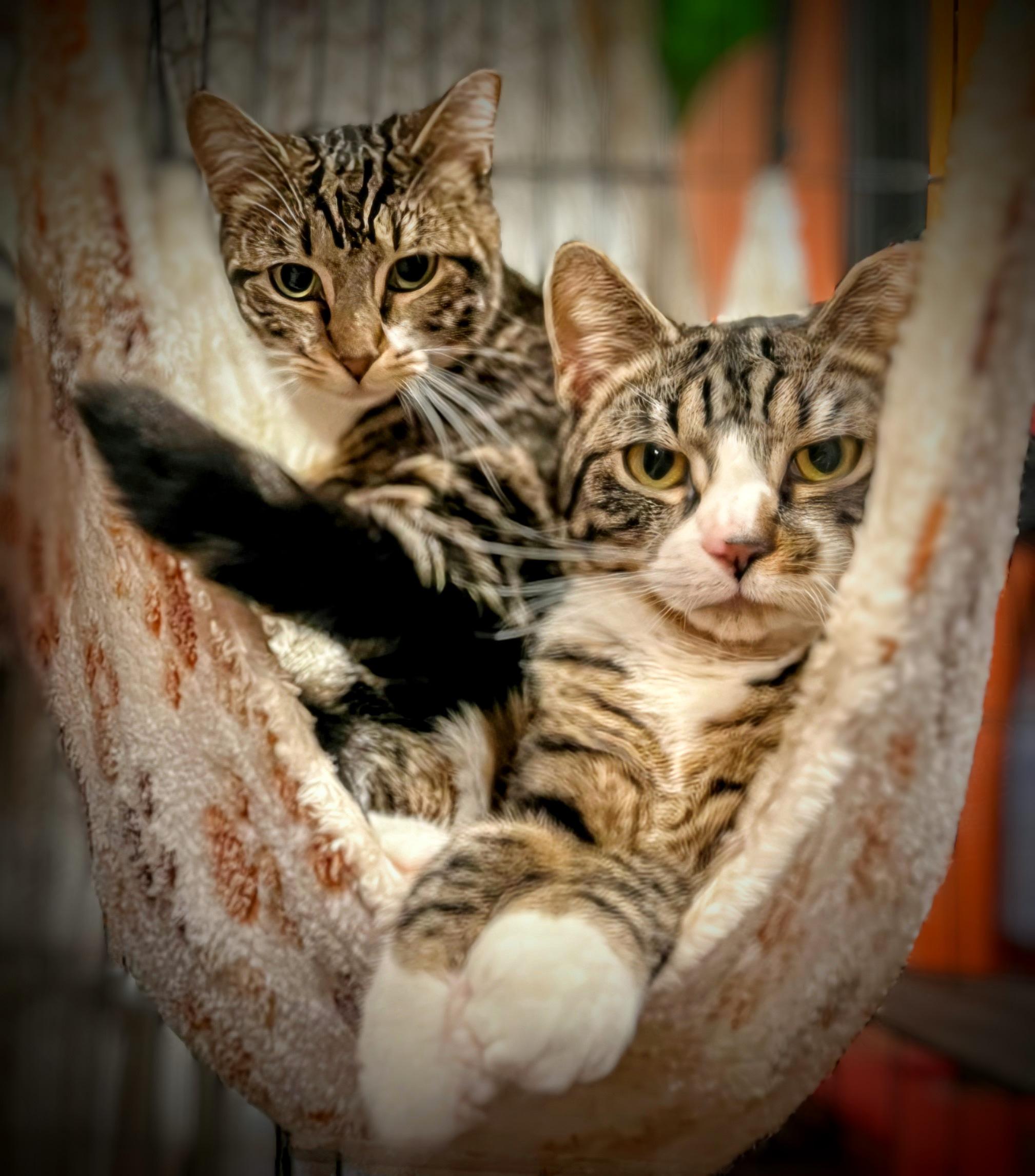 Enlarge Wade, a Adoptable Domestic Short Hair in Syosset, NY image 3/5