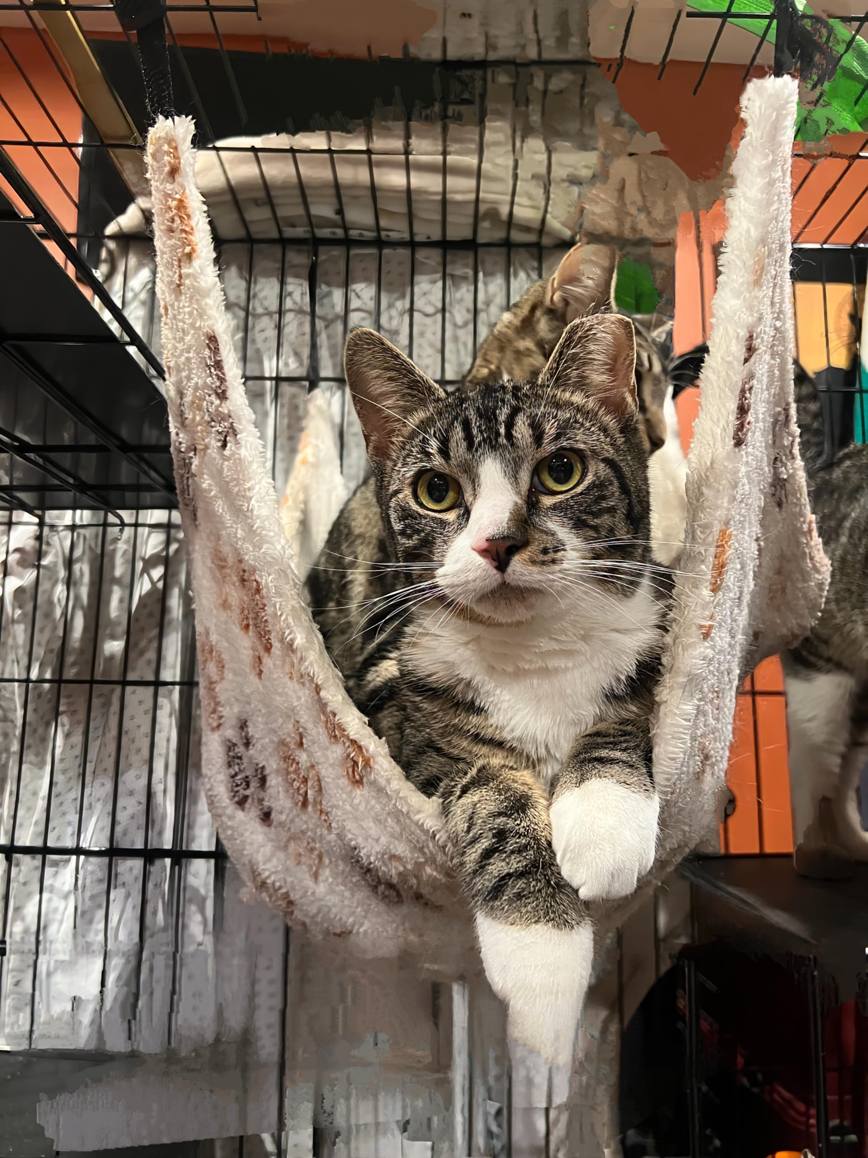 Wade, Adoptable, Kitten Male Domestic Short Hair.