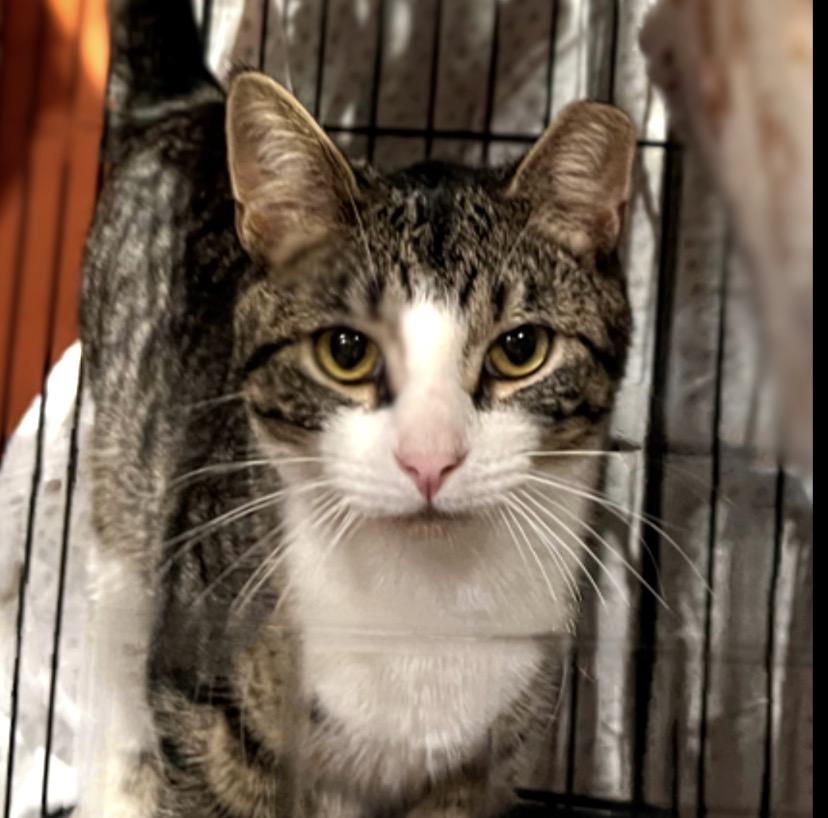 Enlarge Wade, a Adoptable Domestic Short Hair in Syosset, NY image 2/5