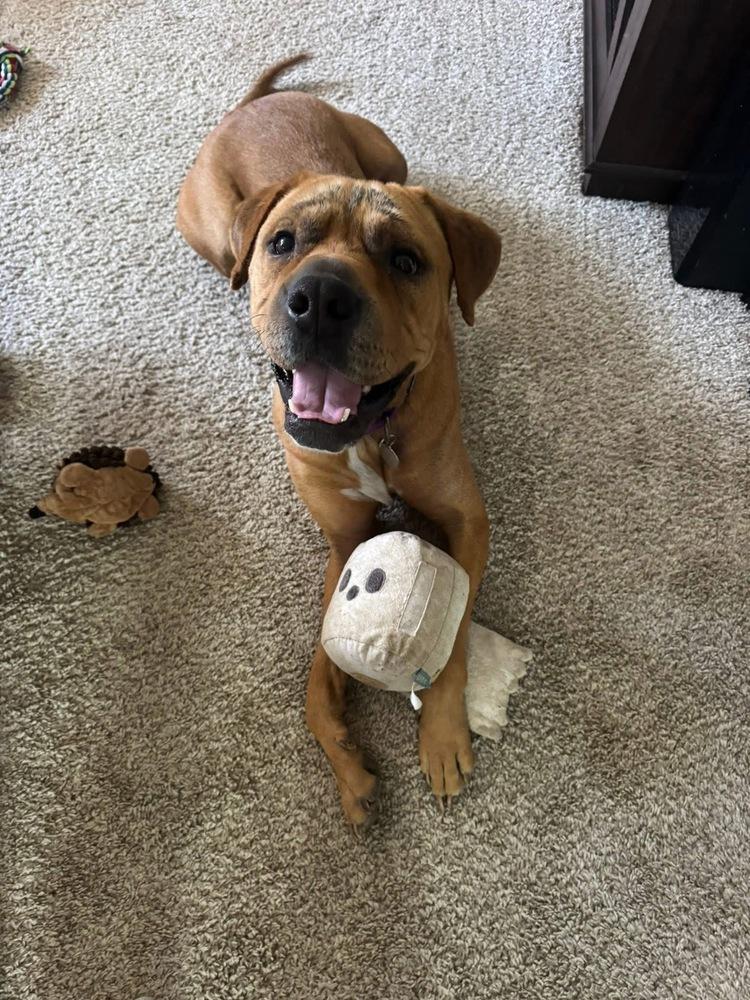 Sutton, Adoptable, Young Male Shar-Pei.