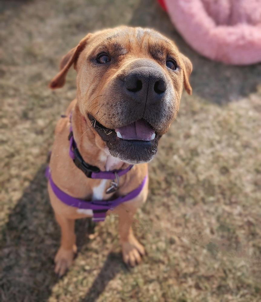 Enlarge Sutton, a Adoptable mixed breed in Denver, CO image 2/6