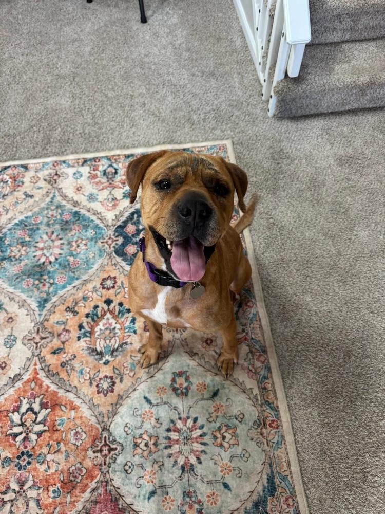 Enlarge Sutton, a Adoptable mixed breed in Denver, CO image 4/6