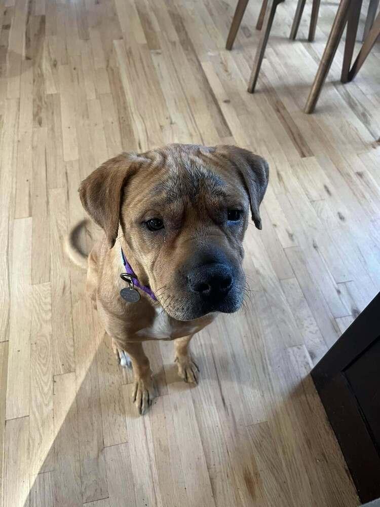 Enlarge Sutton, a Adoptable mixed breed in Denver, CO image 6/6