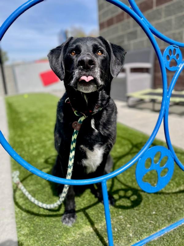 Enlarge Thompson, a Adoptable mixed breed in Salt Lake City, UT image 2/6