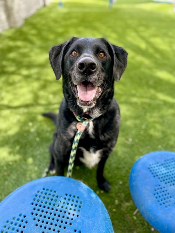 Enlarge Thompson, a Adoptable mixed breed in Salt Lake City, UT image 3/6