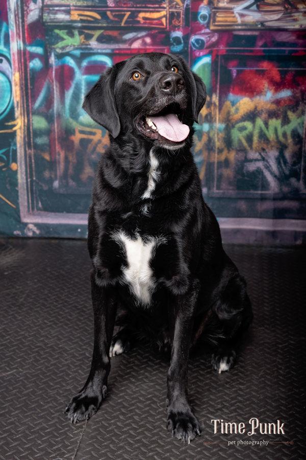 Enlarge Thompson, a Adoptable mixed breed in Salt Lake City, UT image 4/6