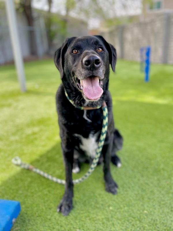 Enlarge Thompson, a Adoptable mixed breed in Salt Lake City, UT image 5/6