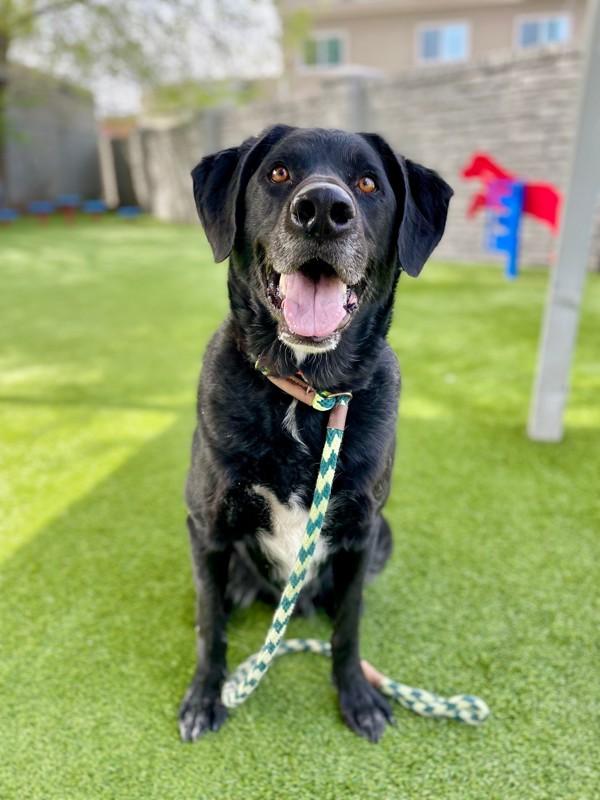 Enlarge Thompson, a Adoptable mixed breed in Salt Lake City, UT image 6/6