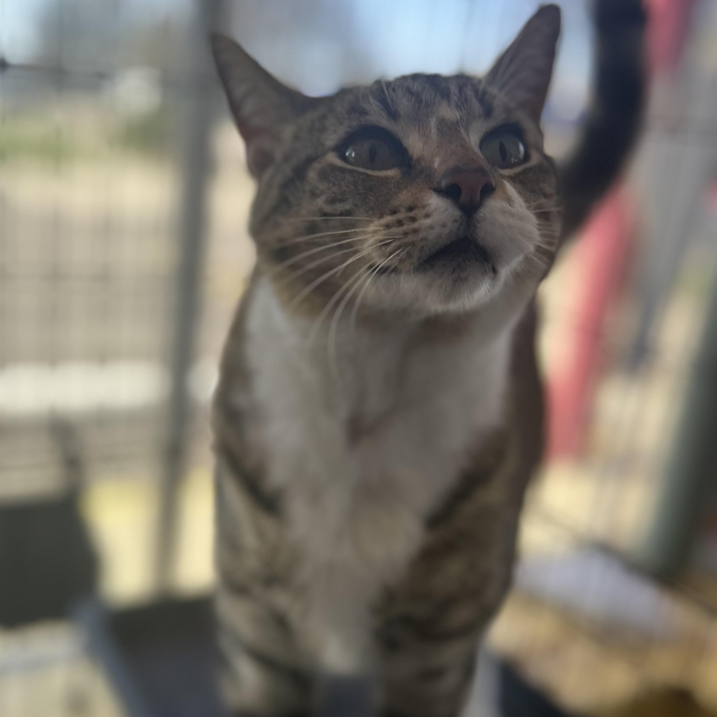 Enlarge Noodle, an adopted mixed breed in Madison Heights, MI image 2/3