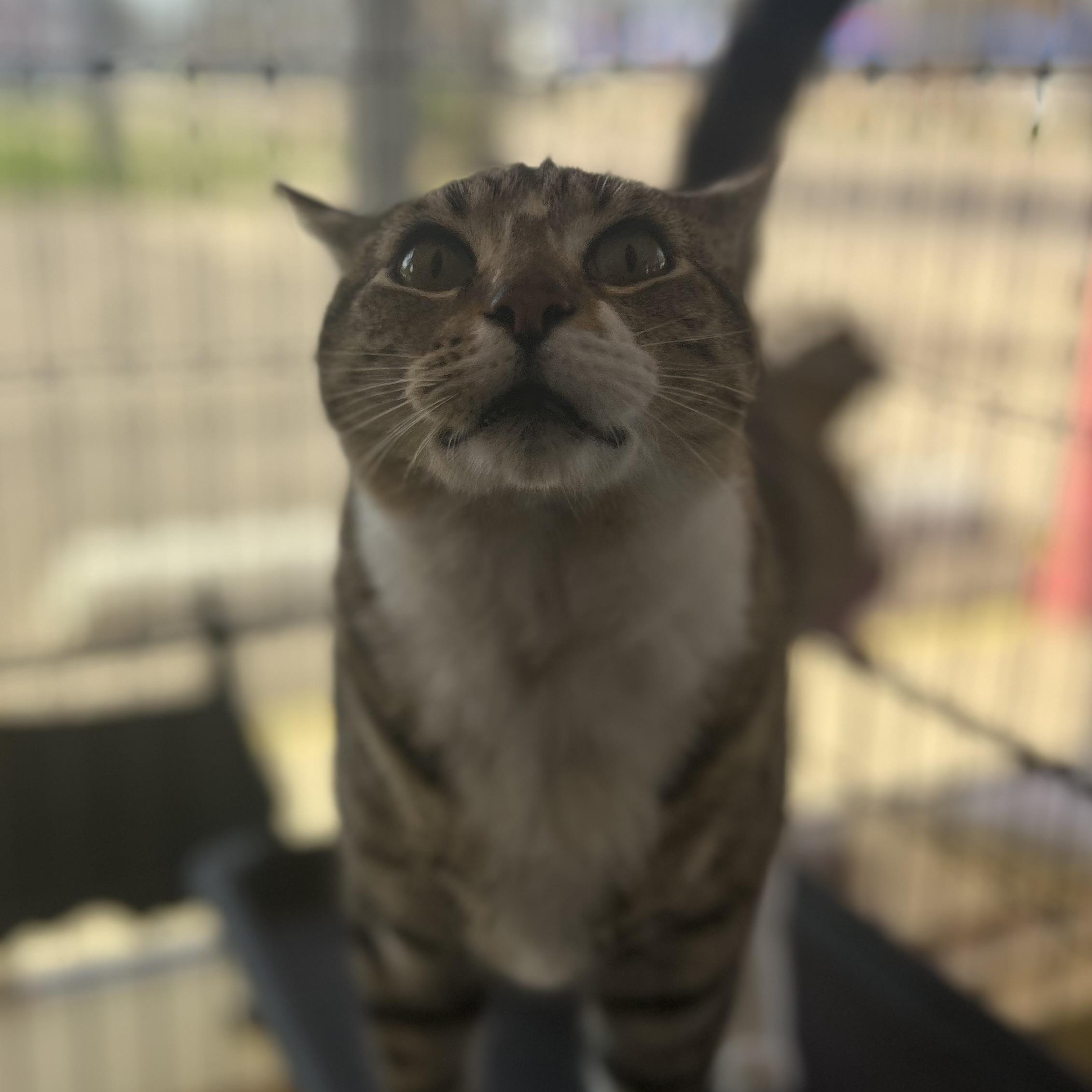 Enlarge Noodle, an adopted mixed breed in Madison Heights, MI image 3/3