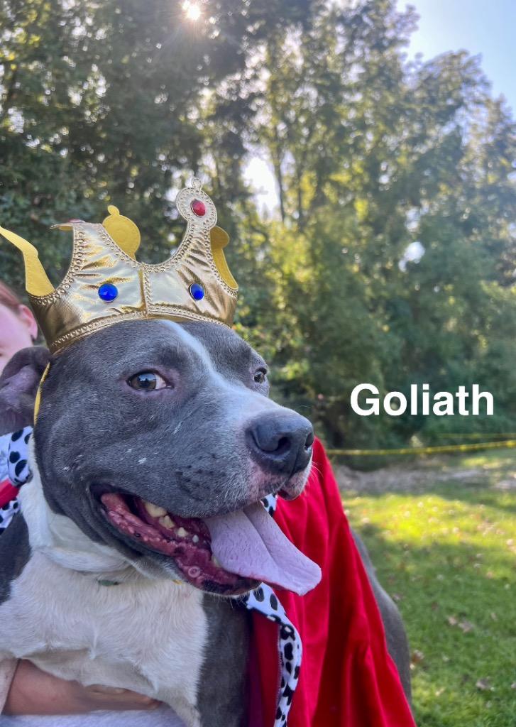 Goliath, a Adoptable mixed breed in Saint Francisville, LA image 3/6