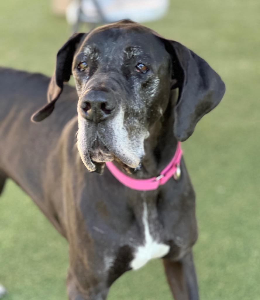 Daisy Mae, Adoptable, Adult Female Great Dane.