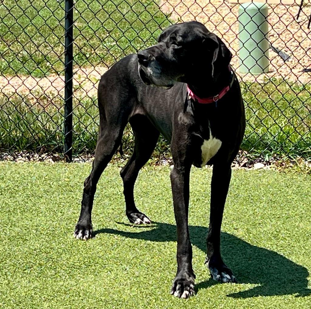 Enlarge Daisy Mae, a Adoptable Great Dane in Columbia, IL image 1/6