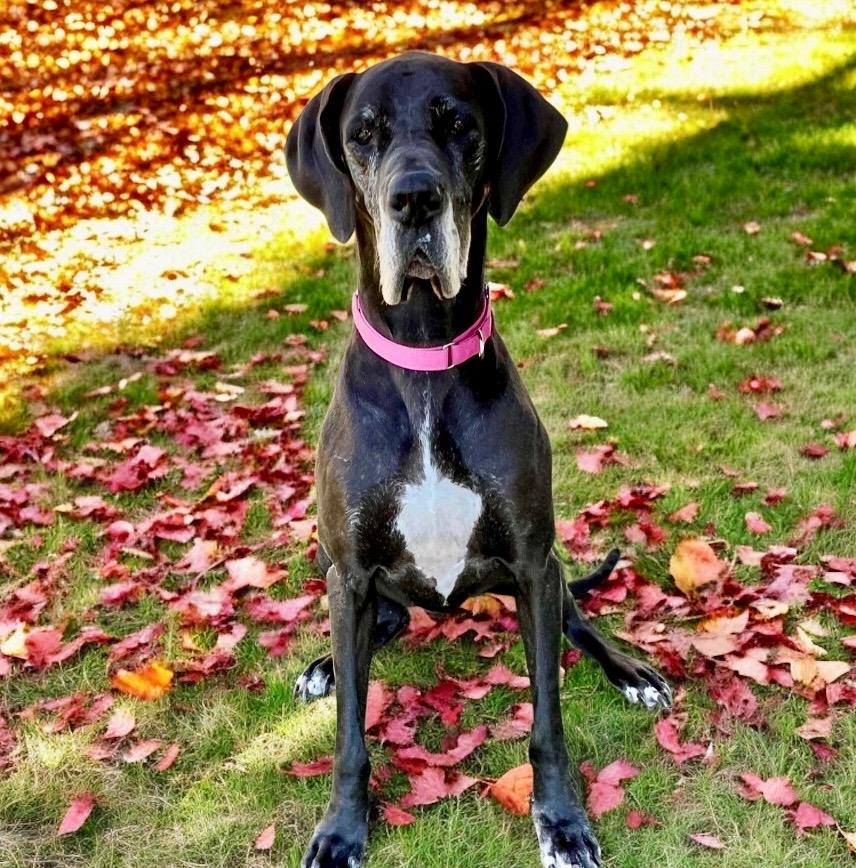 Enlarge Daisy Mae, a Adoptable Great Dane in Columbia, IL image 3/6