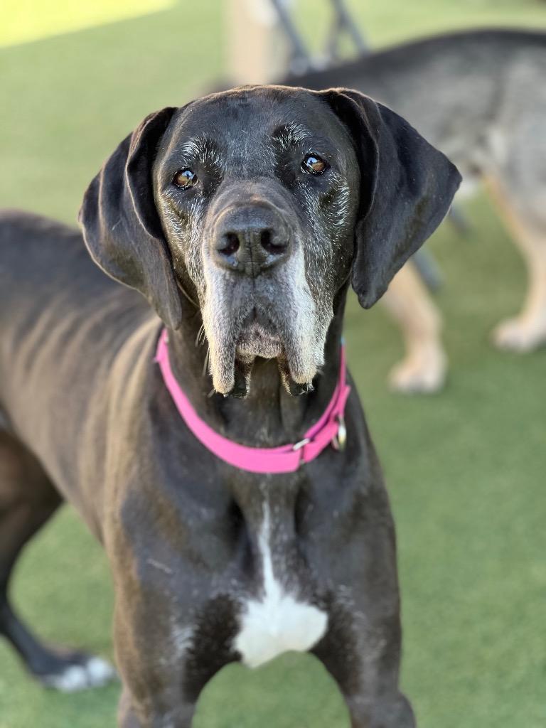 Enlarge Daisy Mae, a Adoptable Great Dane in Columbia, IL image 3/6