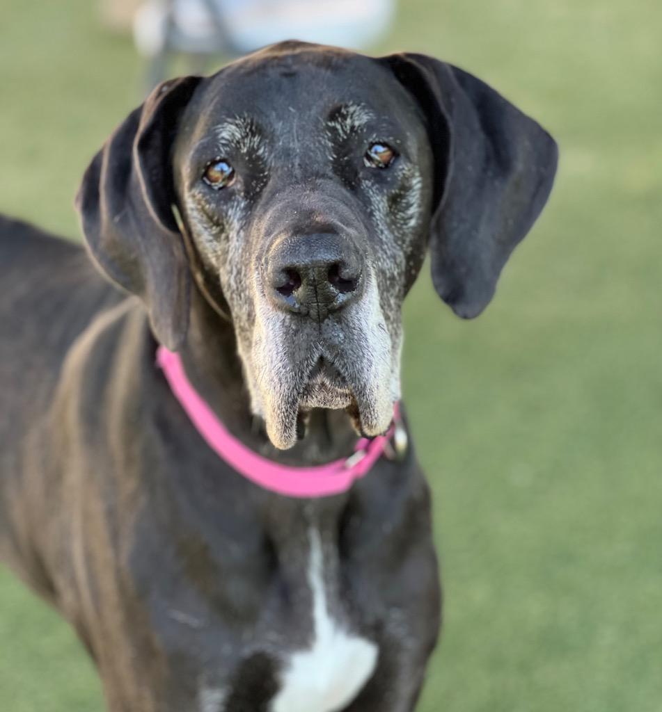 Enlarge Daisy Mae, a Adoptable Great Dane in Columbia, IL image 4/6