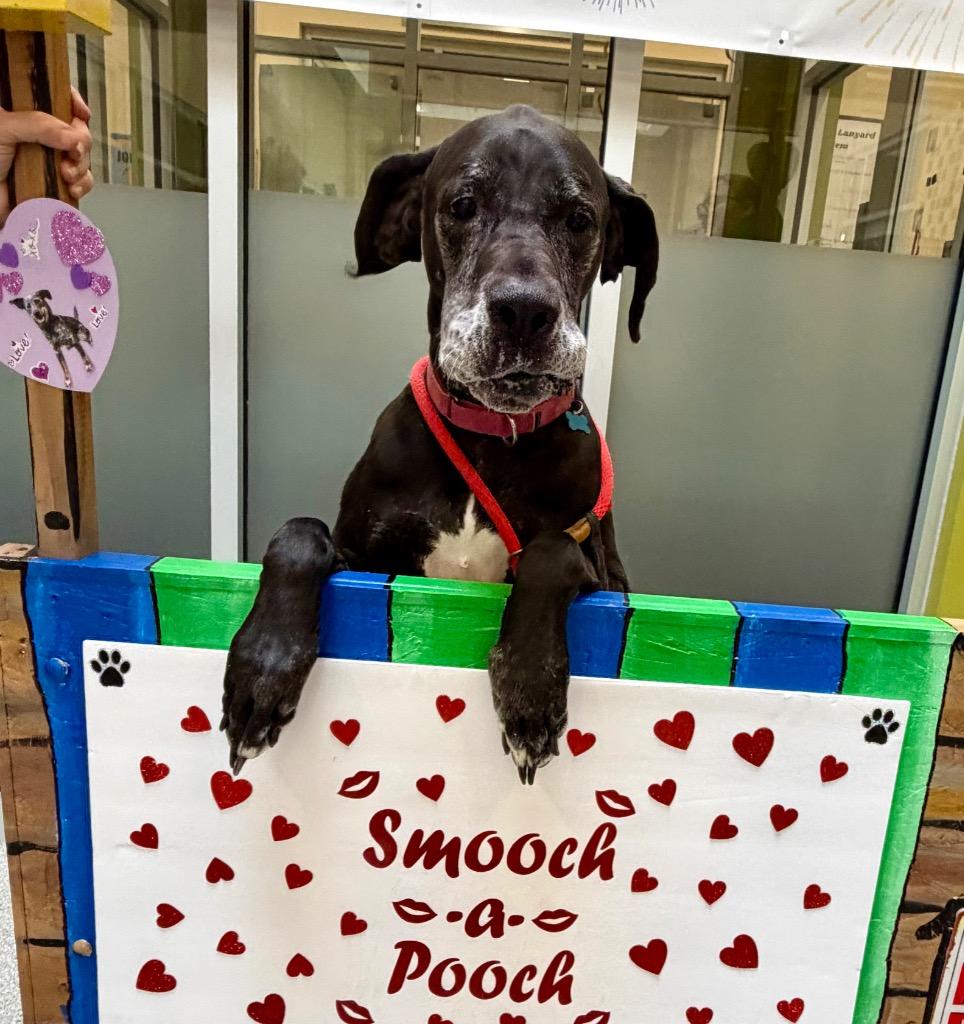 Enlarge Daisy Mae, a Adoptable Great Dane in Columbia, IL image 4/6