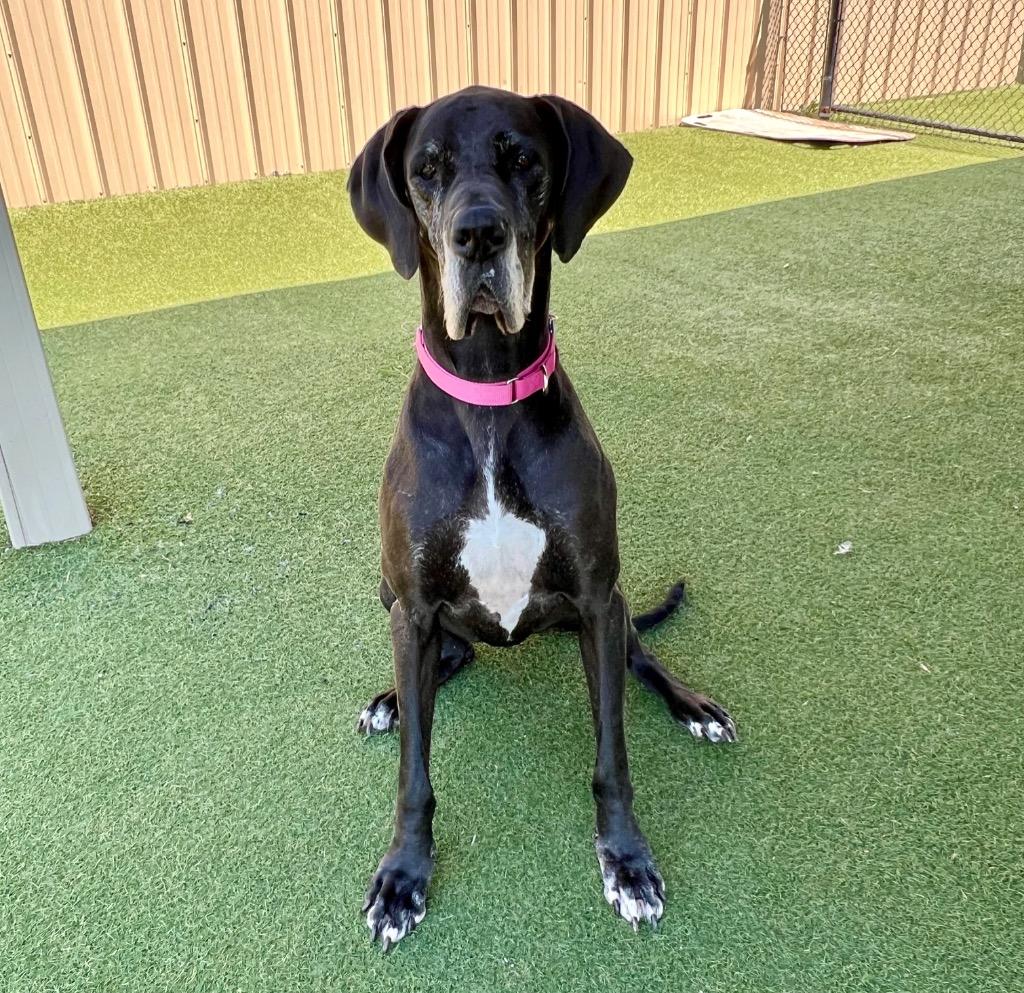 Daisy Mae, a Adoptable Great Dane in Columbia, IL image 6/6