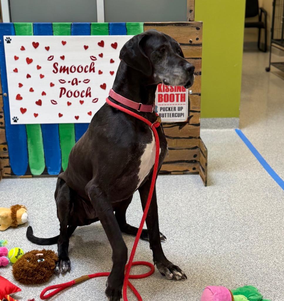 Enlarge Daisy Mae, a Adoptable Great Dane in Columbia, IL image 5/6