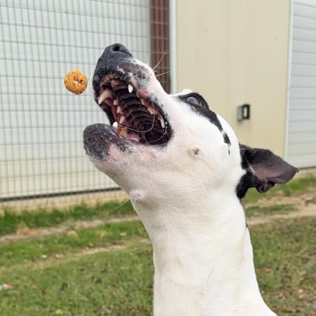 Enlarge Nausicaa, a Adoptable mixed breed in Leander, TX image 1/5