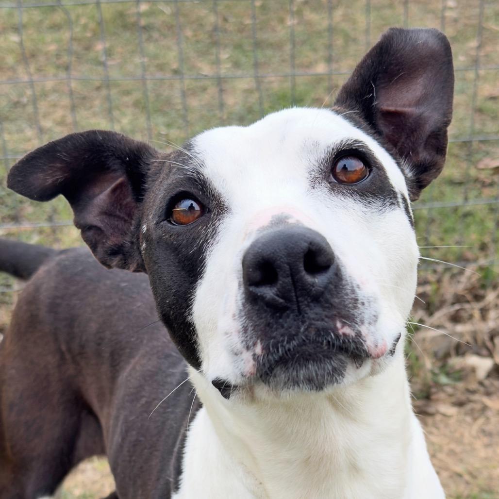 Enlarge Nausicaa, a Adoptable mixed breed in Leander, TX image 2/5