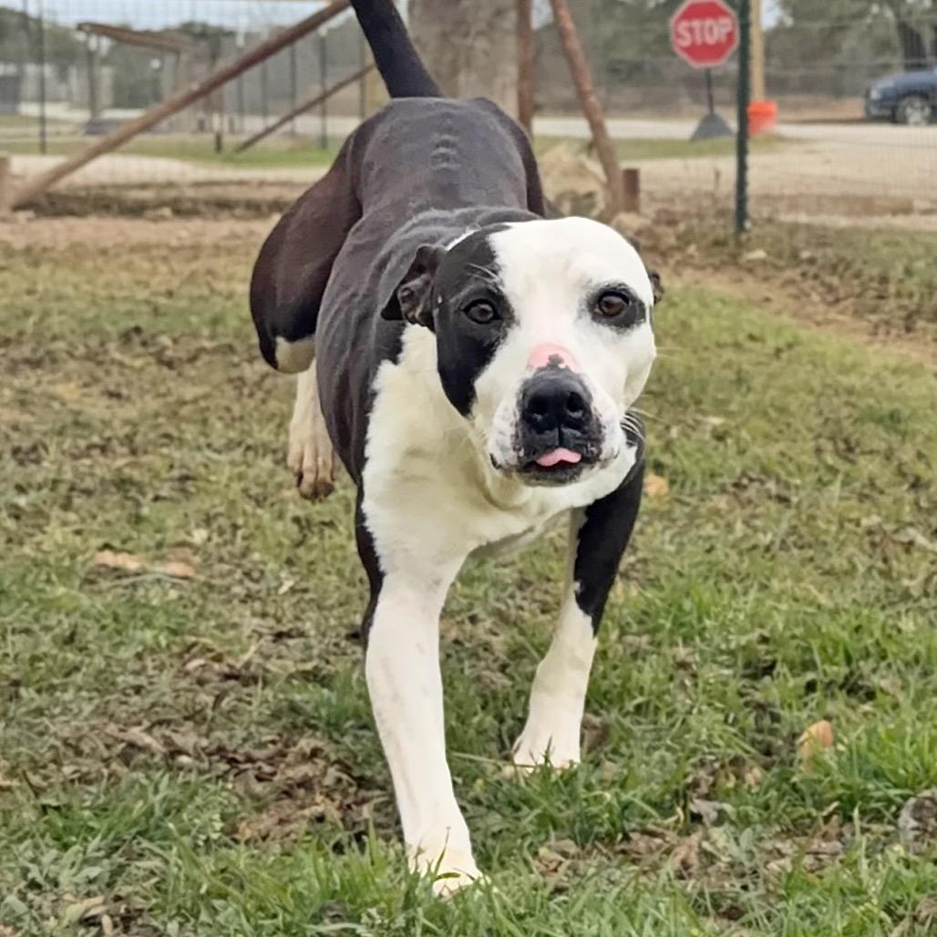 Enlarge Nausicaa, a Adoptable mixed breed in Leander, TX image 4/5