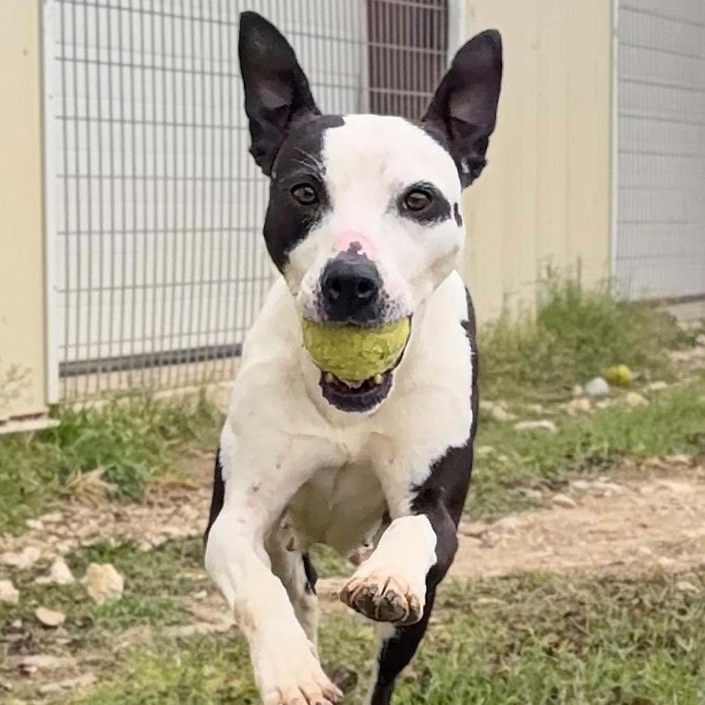 Enlarge Nausicaa, a Adoptable mixed breed in Leander, TX image 5/5