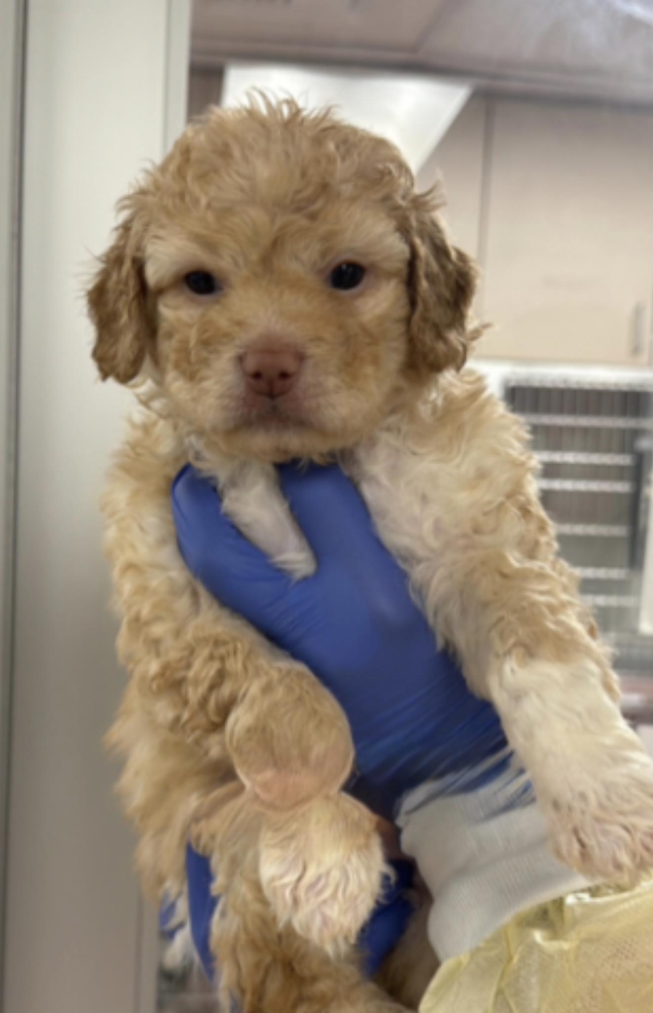 Turnip, ADOPTABLE, Puppy Female Poodle.