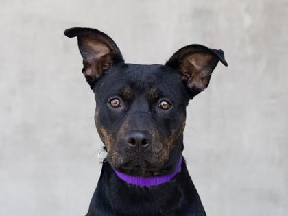 Freyja, Adoptable, Young Female Mixed Breed & Mixed Breed.