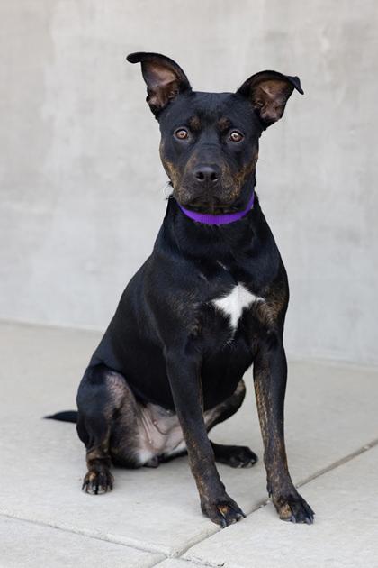 Enlarge Freyja, a Adoptable mixed breed in Longmont, CO image 2/3
