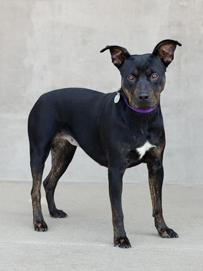 Enlarge Freyja, a Adoptable mixed breed in Longmont, CO image 3/3
