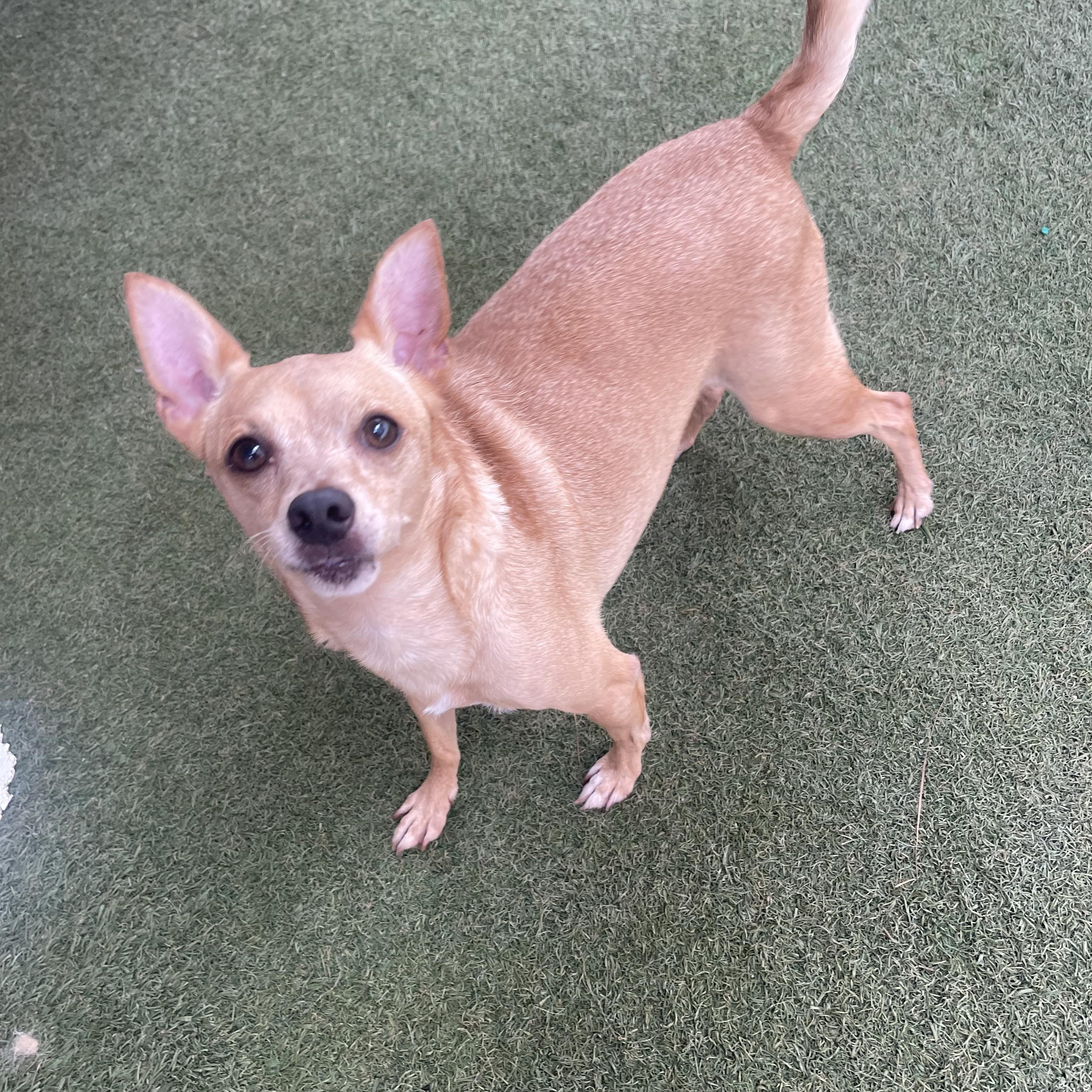 Enlarge Whistle, a Adoptable mixed breed in Baton Rouge, LA image 4/4