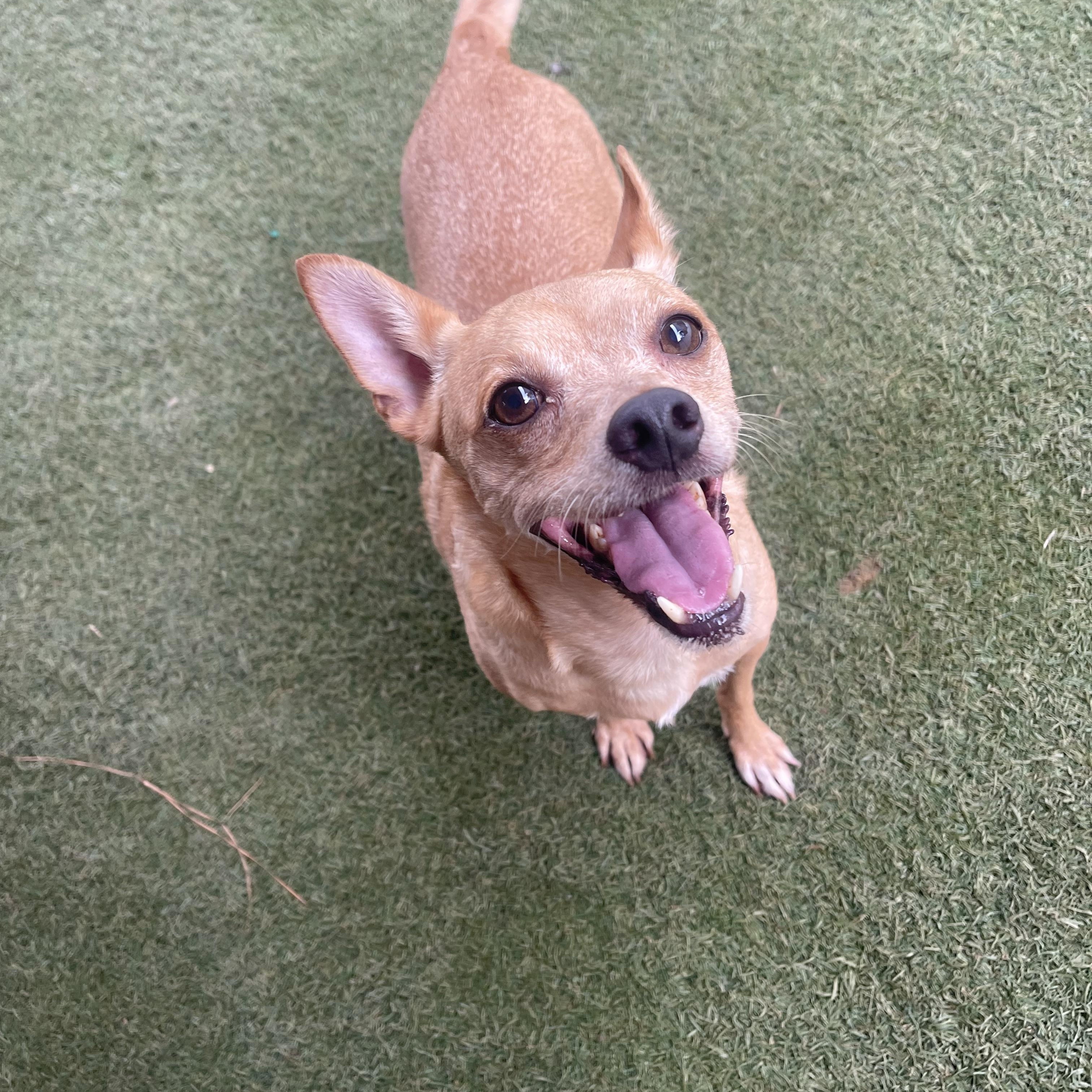 Enlarge Whistle, a Adoptable mixed breed in Baton Rouge, LA image 3/4