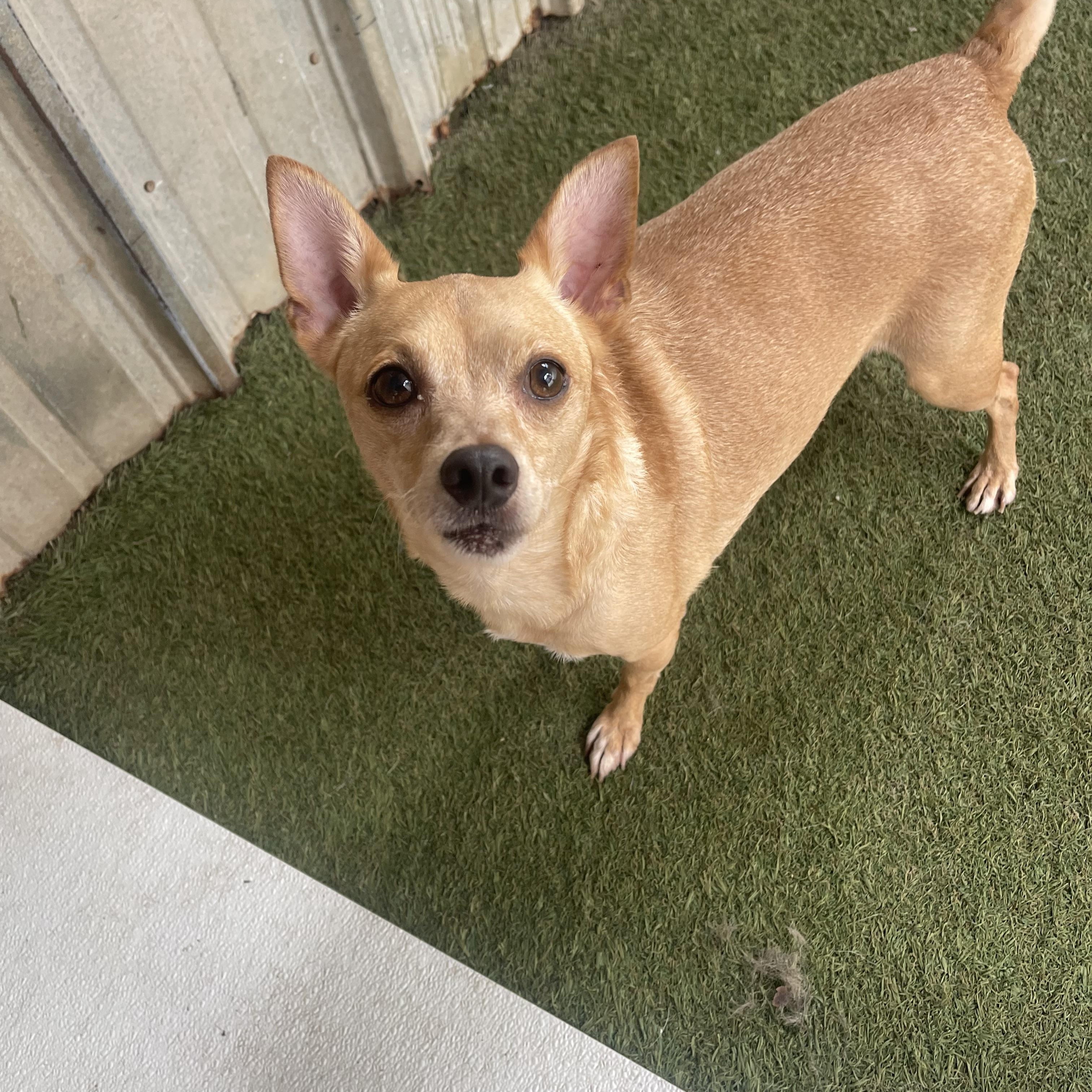 Enlarge Whistle, a Adoptable mixed breed in Baton Rouge, LA image 2/4
