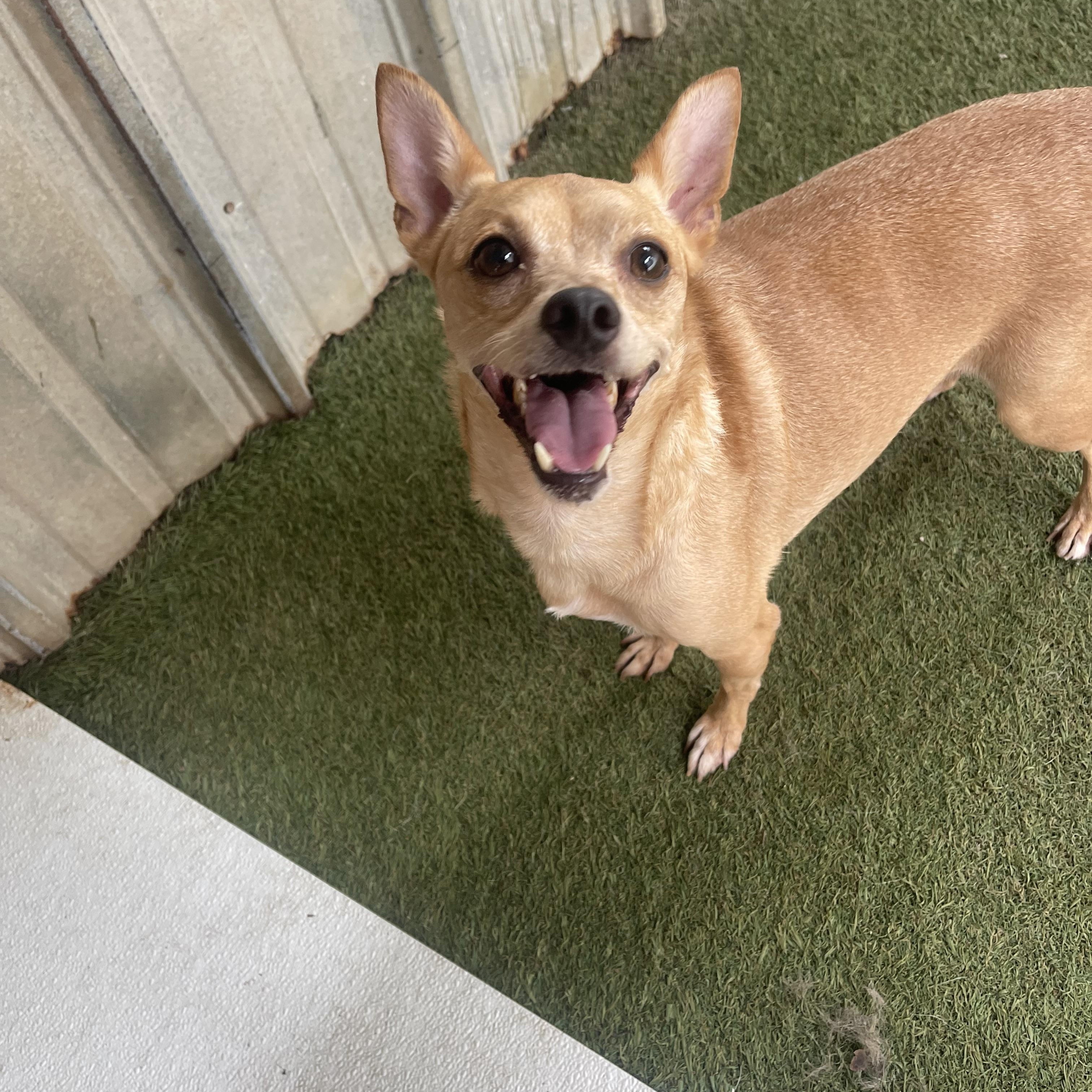 Enlarge Whistle, a Adoptable mixed breed in Baton Rouge, LA image 1/4