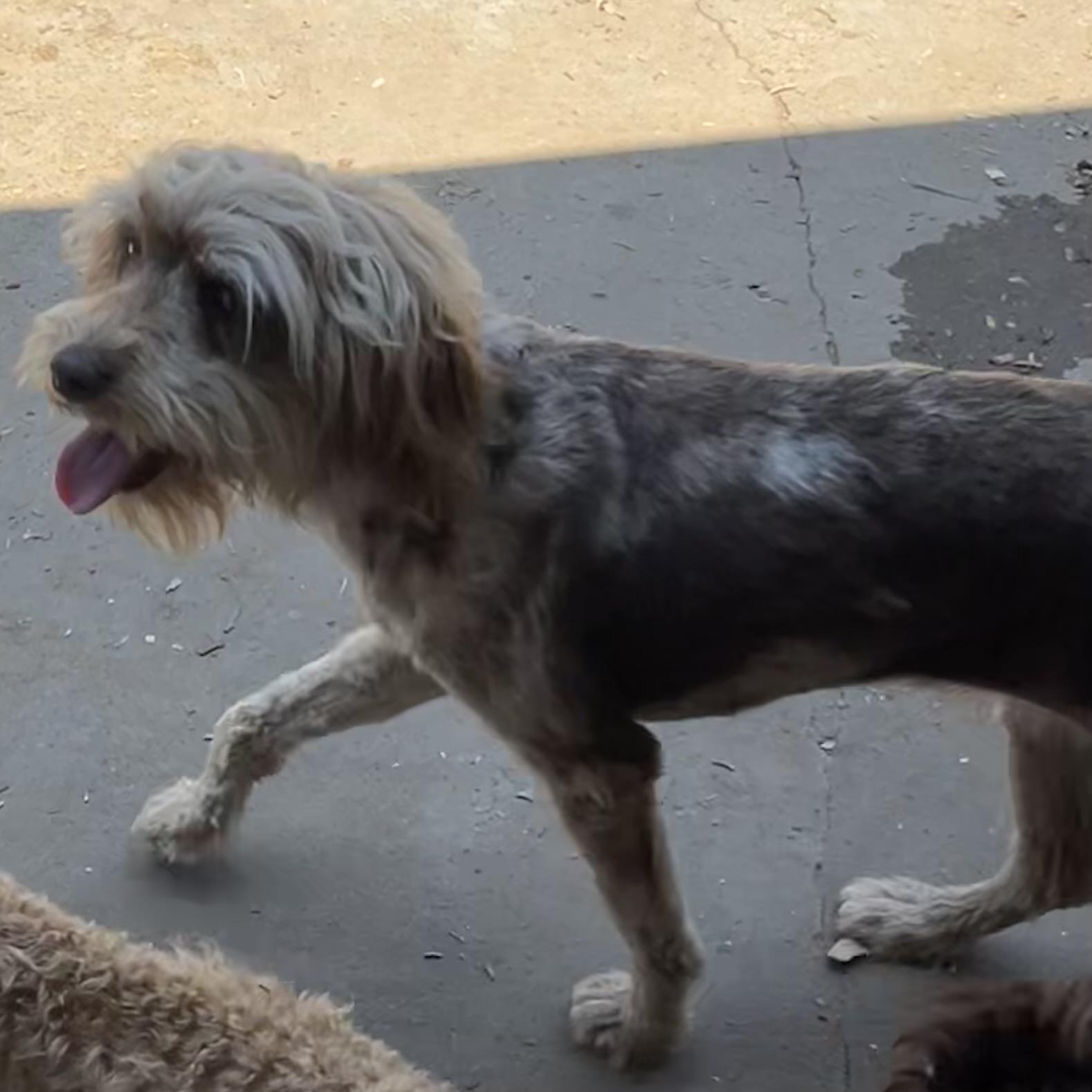 Presley, an adoptable Aussiedoodle in Vinemont, AL, 35179 | Photo Image 1