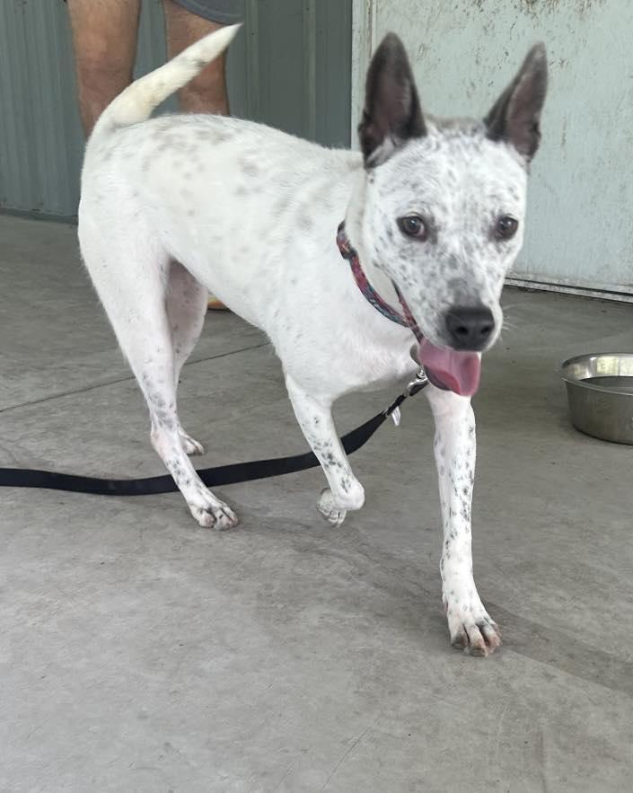 Dottie