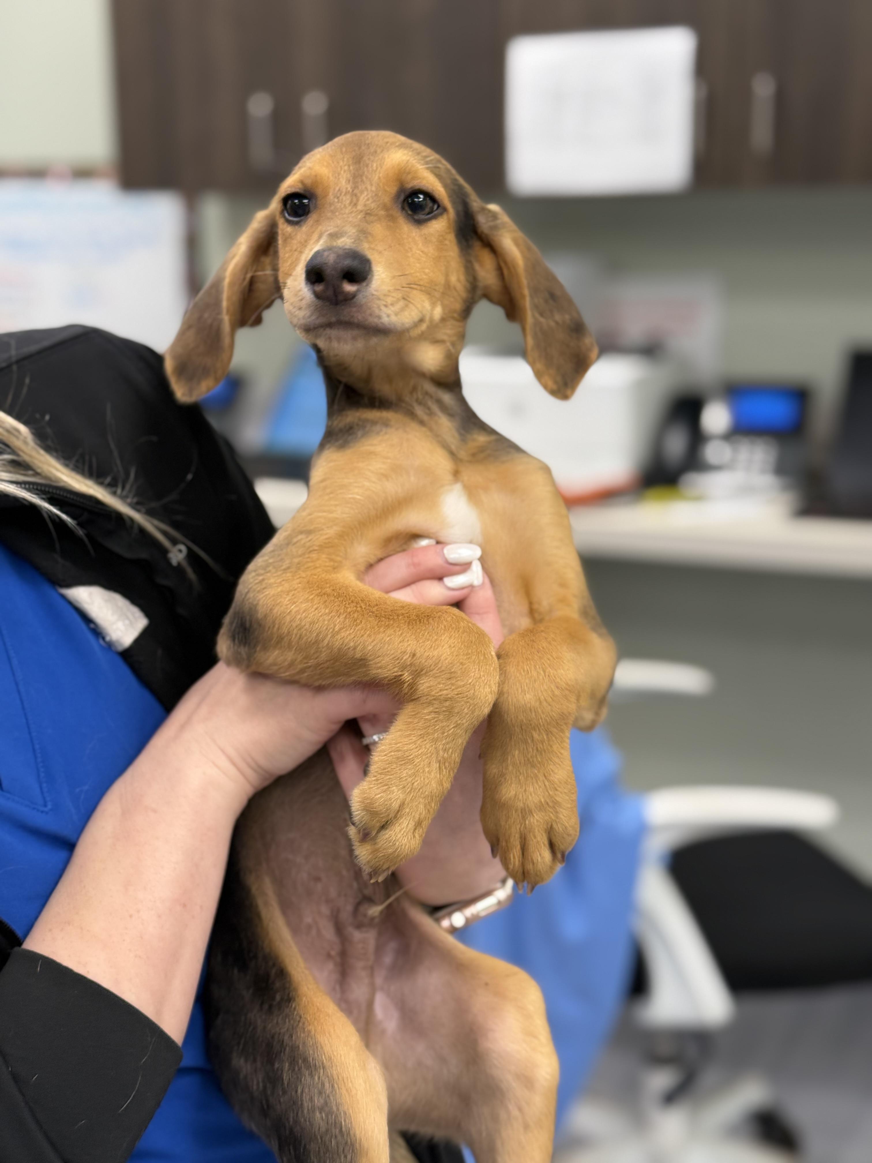 Sandy, a ADOPTABLE mixed breed in Milford, CT image 4/4