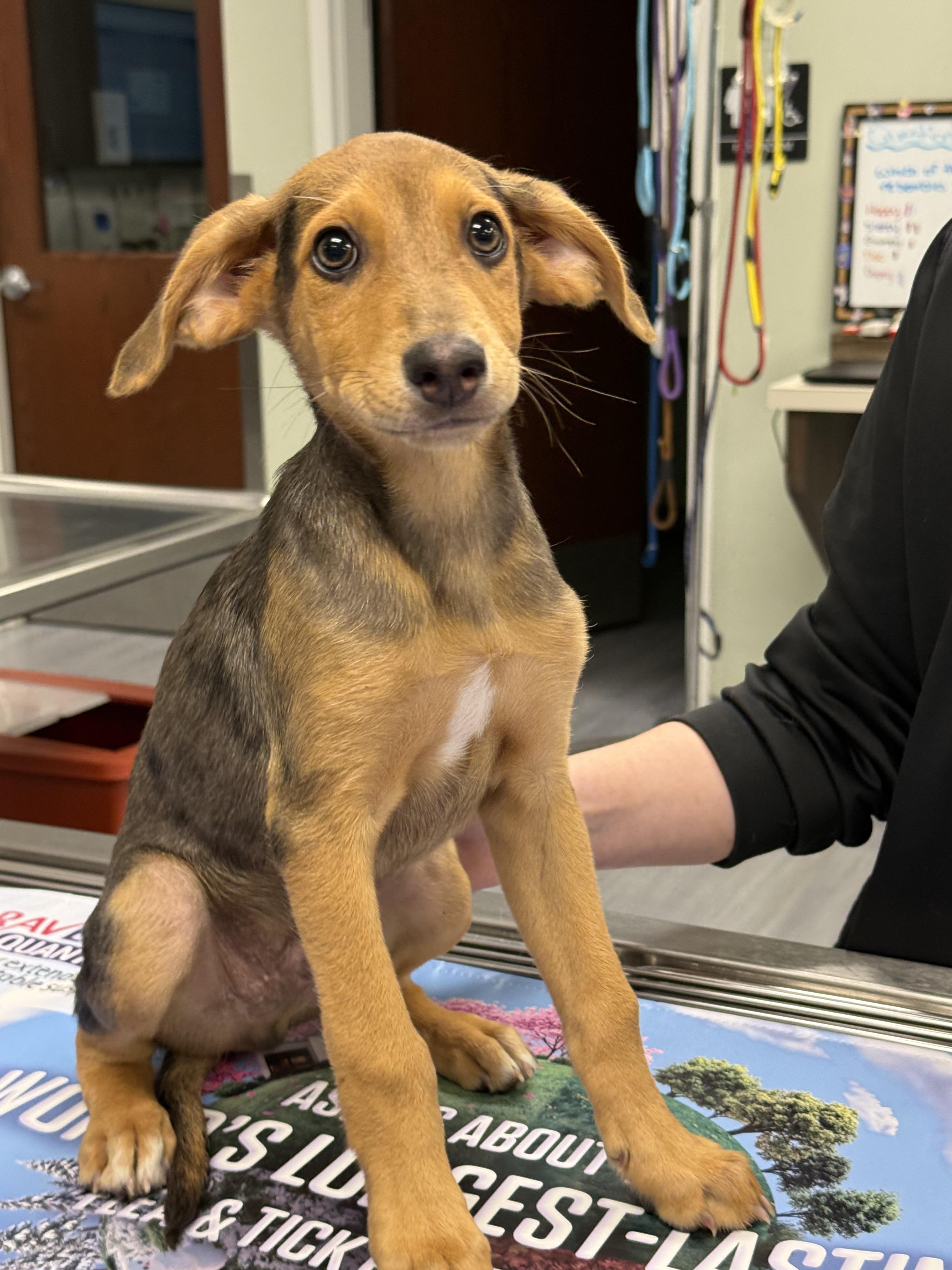 Sandy, ADOPTABLE, Puppy Male Beagle & Treeing Walker Coonhound.