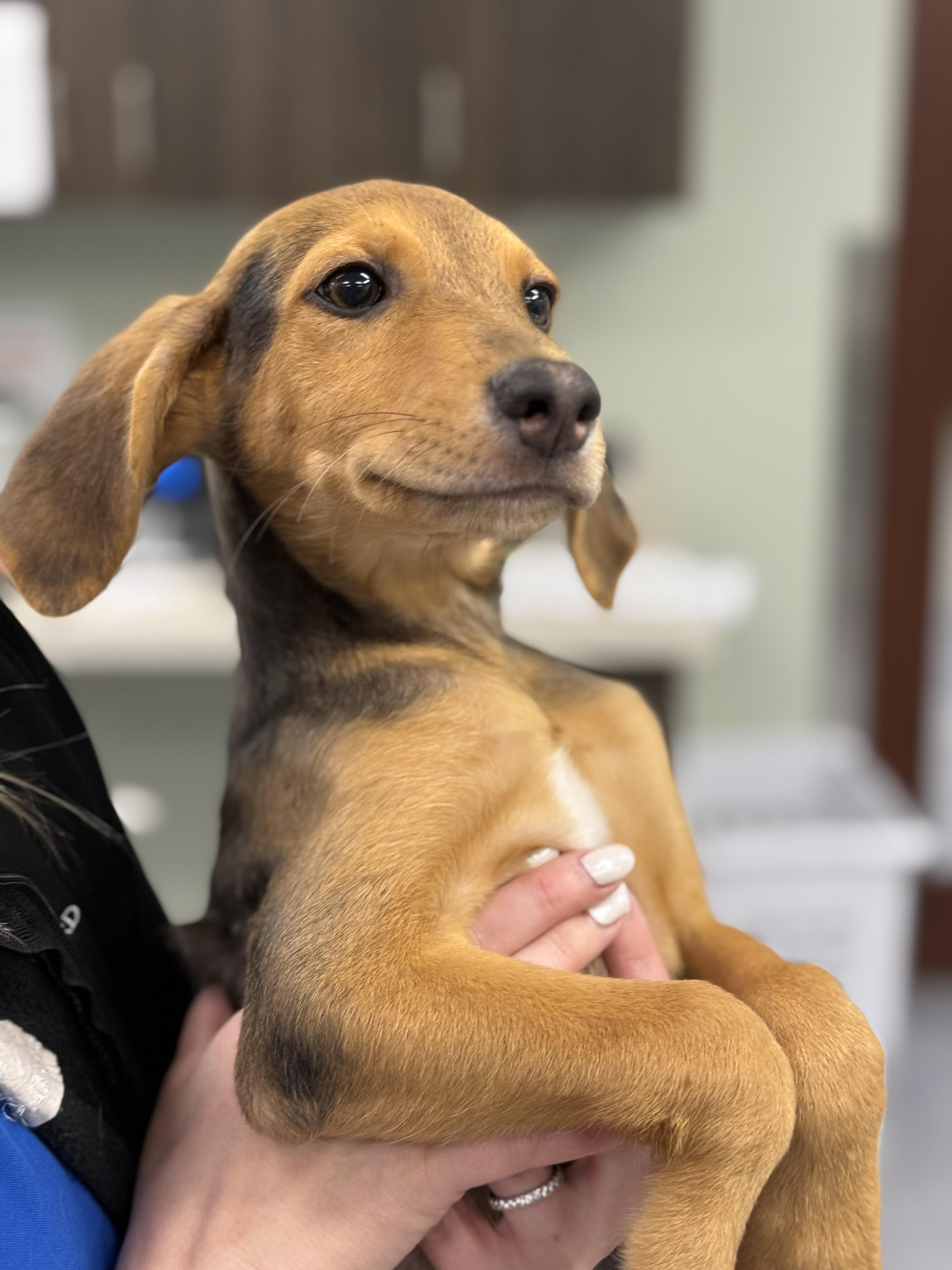 Sandy, a ADOPTABLE mixed breed in Milford, CT image 3/4