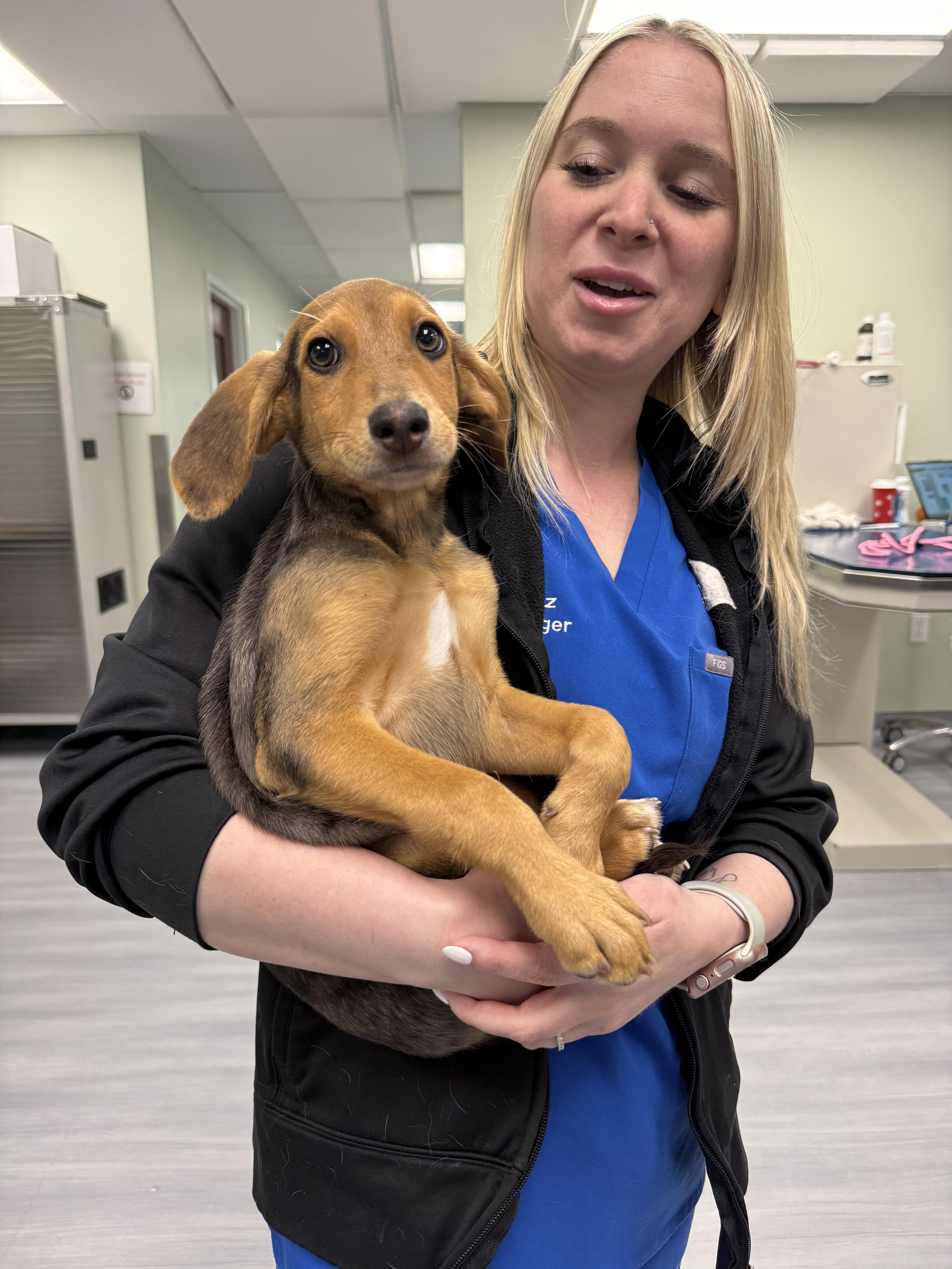 Sandy, a ADOPTABLE mixed breed in Milford, CT image 2/4