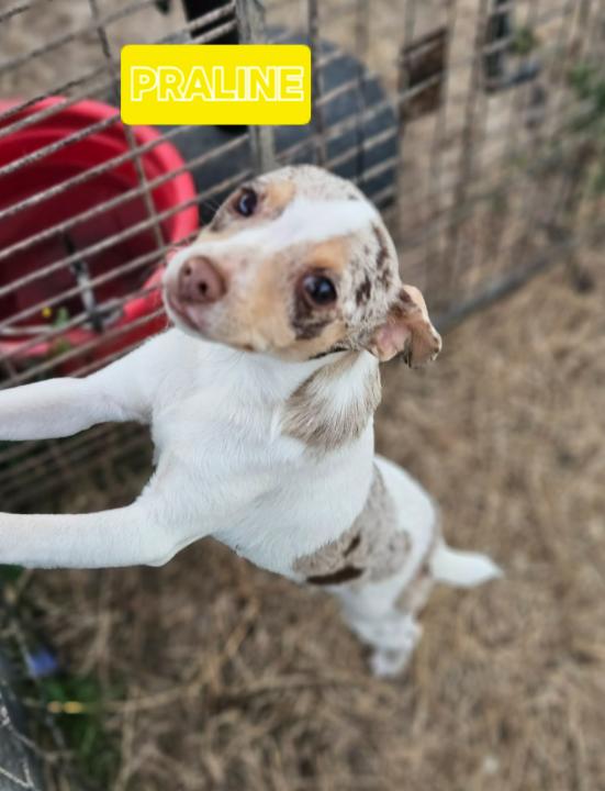 Enlarge Praline in LA, a Adoptable Chihuahua in Cranston, RI image 1/2