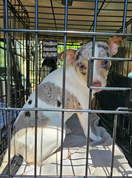 Praline in LA, Adoptable, Puppy Female Chihuahua.