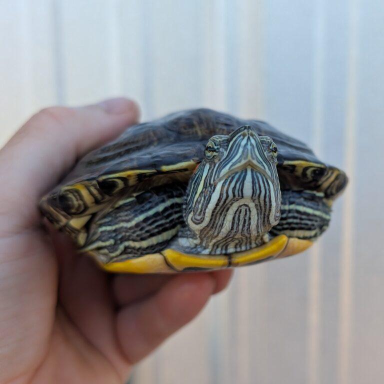 Kenny, ADOPTABLE, Young Male Red-Eared Slider.