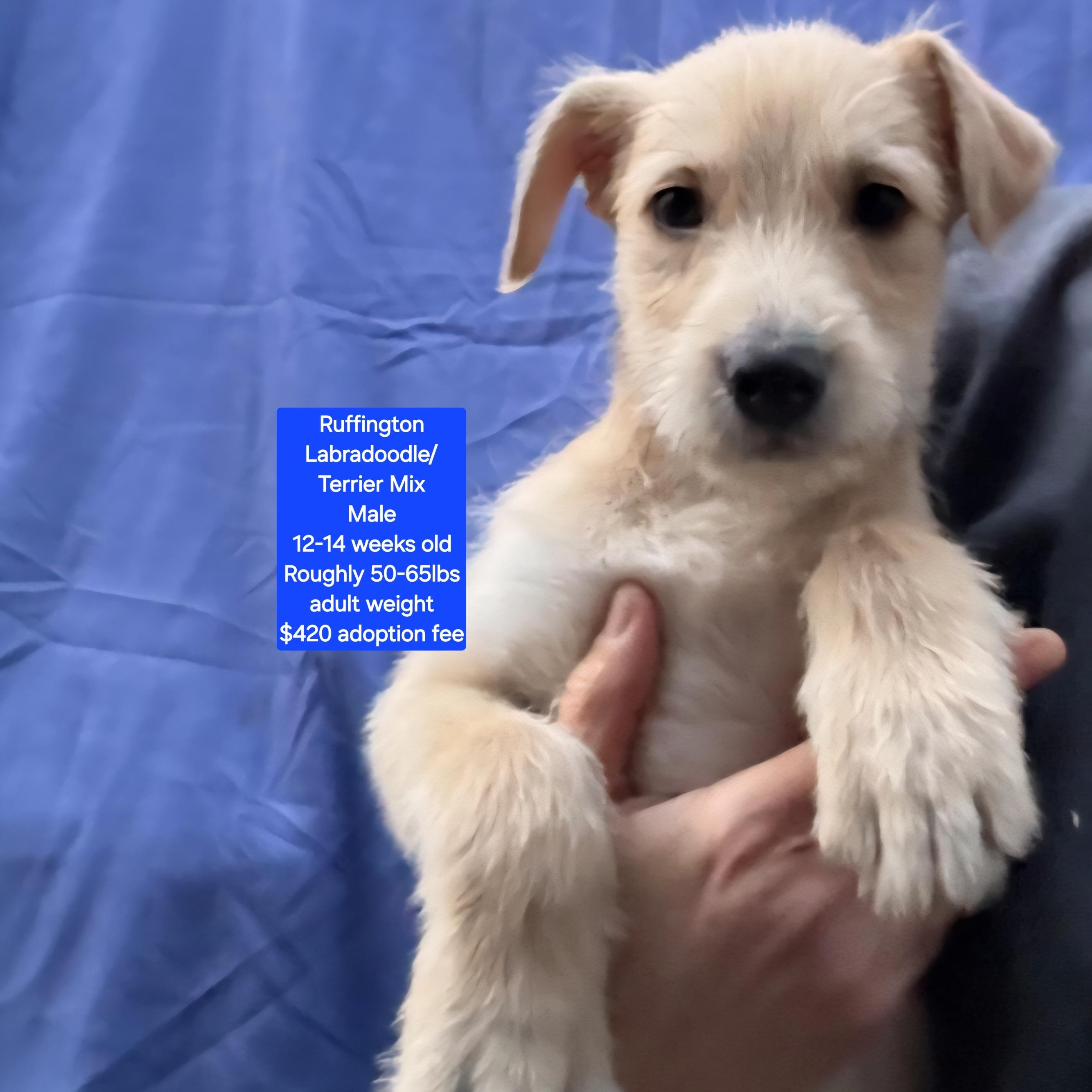 Enlarge Ruffington, a ADOPTABLE mixed breed in Oviedo, FL image 1/1