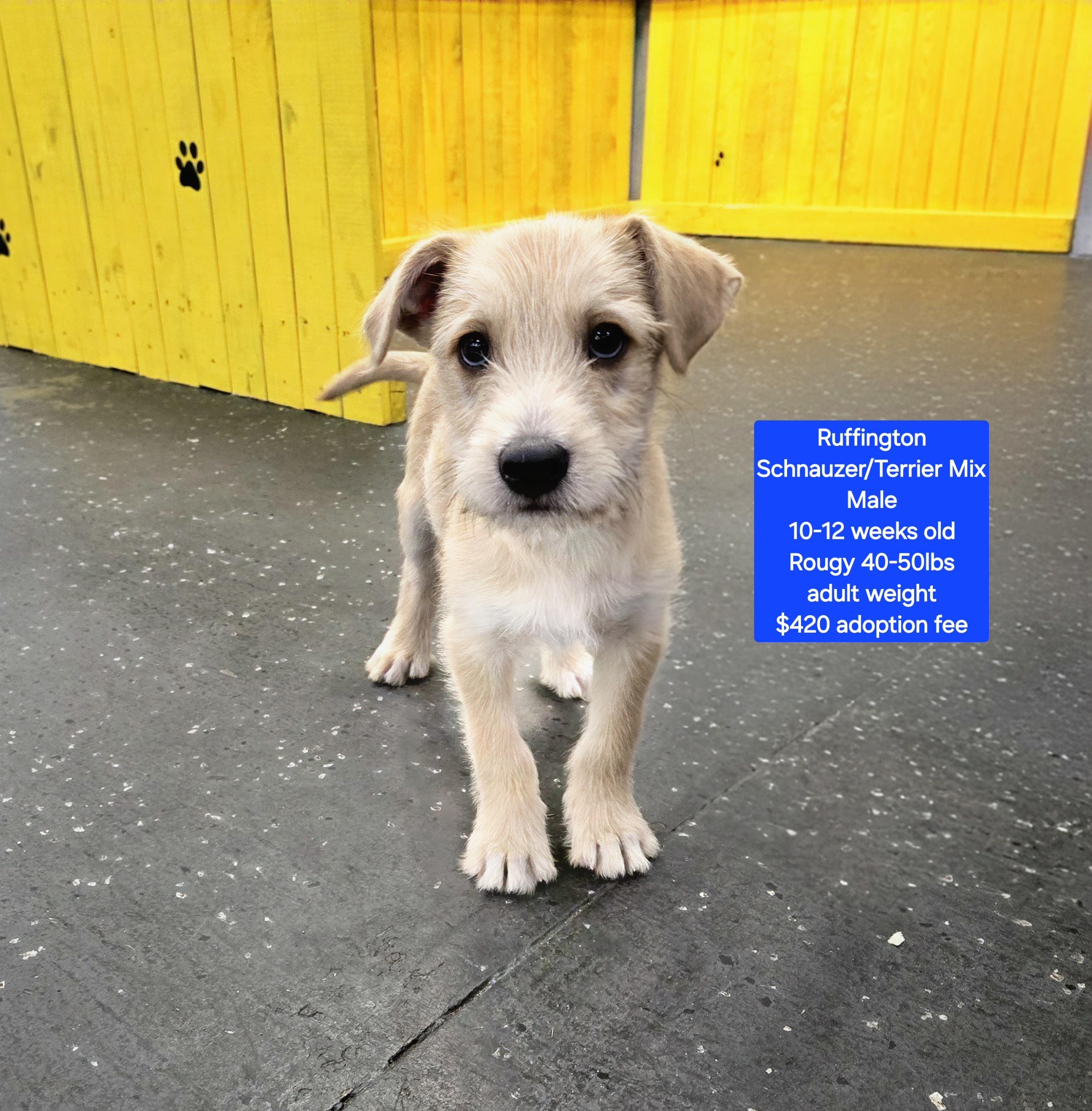Ruffington, ADOPTABLE, Puppy Male Schnauzer & Terrier.