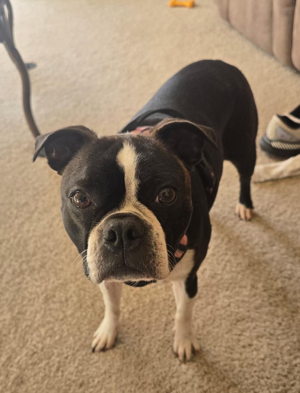 Enlarge Winnifred in CO, a ADOPTABLE Boston Terrier in Littleton, CO image 2/3