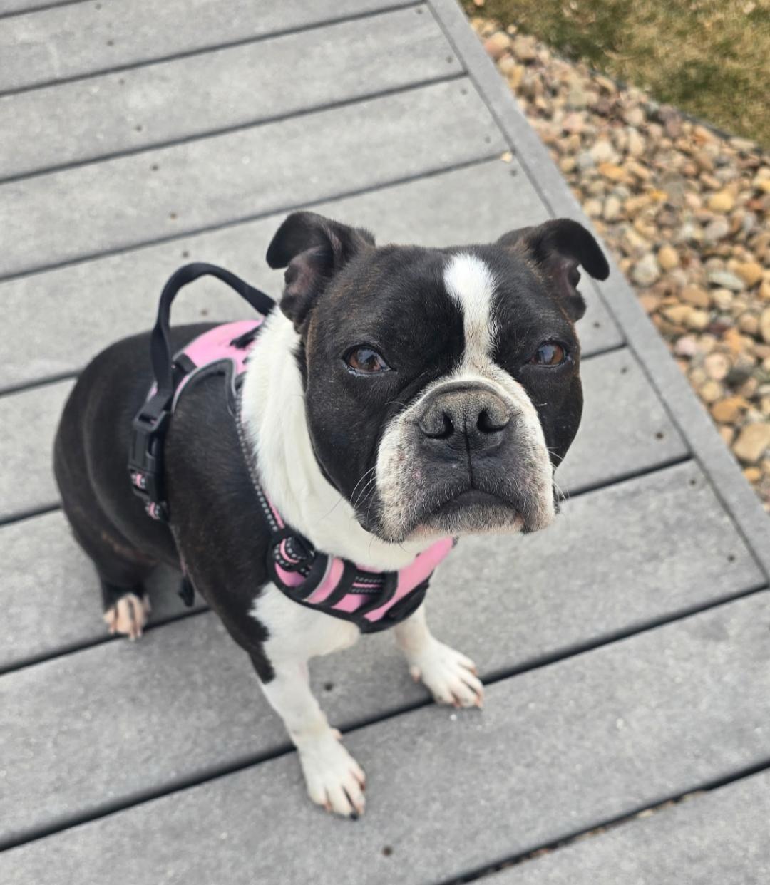 Enlarge Winnifred in CO, a ADOPTABLE Boston Terrier in Littleton, CO image 1/3