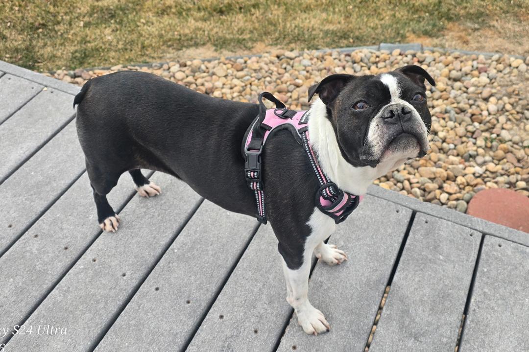 Enlarge Winnifred in CO, a ADOPTABLE Boston Terrier in Littleton, CO image 3/3