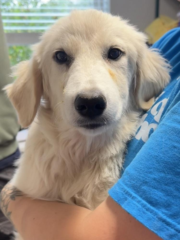Clydesdale, Adoptable, Puppy Male Great Pyrenees.